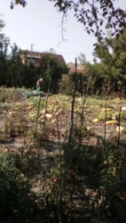 Продается участок Сумская, Сумы, Заречный, Басы фото 1 Продается участок Сумская, Сумы, Заречный, Басы фото 1