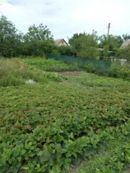 Продается участок Сумская, Сумы, Заречный, Баранівка, с//т Озерне фото 4 Продается участок Сумская, Сумы, Заречный, Баранівка, с//т Озерне фото 4