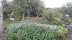 Дачный участок фото 4 Дачный участок фото 4