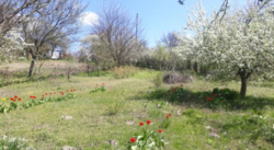 Продается участок Сумская, Сумы, Заречный, Химик фото 1 Продается участок Сумская, Сумы, Заречный, Химик фото 1