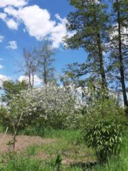 Дача Олдыш фото 4 Дача Олдыш фото 4