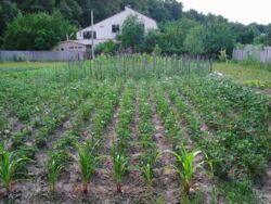 Продается участок Сумская, Сумский, Липняк фото 2 Продается участок Сумская, Сумский, Липняк фото 2