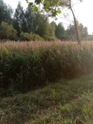 Продается участок Сумская, Сумы, Заречный, Тепличная фото 3 Продается участок Сумская, Сумы, Заречный, Тепличная фото 3