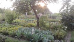 Дачный участок фото 6 Дачный участок фото 6