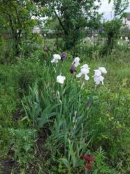 Участок в черте города возле реки, на Луке . фото 2 Участок в черте города возле реки, на Луке . фото 2