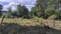 12 сот р-н Добровільної фото 1 12 сот р-н Добровільної фото 1