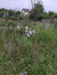 Участок в черте города возле реки, на Луке . фото 5 Участок в черте города возле реки, на Луке . фото 5