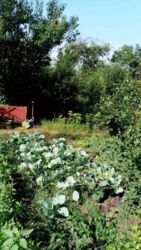 Дачный участок фото 2 Дачный участок фото 2