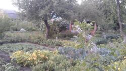 Дачный участок фото 5 Дачный участок фото 5