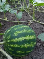 Продается участок Сумская, Сумы, Заречный, за центральним парком , 1-ша лінія р. Псел фото 4 Продается участок Сумская, Сумы, Заречный, за центральним парком , 1-ша лінія р. Псел фото 4