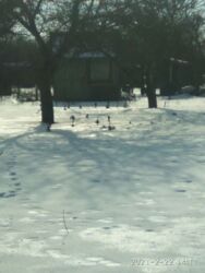 Дачный участок Сахарник фото 3 Дачный участок Сахарник фото 3