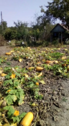 Продается участок Сумская, Сумы, Заречный, Басы фото 5 Продается участок Сумская, Сумы, Заречный, Басы фото 5