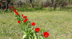 Продается участок Сумская, Сумы, Заречный, Химик фото 4 Продается участок Сумская, Сумы, Заречный, Химик фото 4