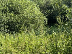 Продаж земельної ділянки 10 с. в с.Довжик.(26144964) фото 4 Продаж земельної ділянки 10 с. в с.Довжик.(26144964) фото 4