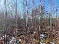 Ділянка 'Дачне' Новогуйвинське фото 6 Ділянка 'Дачне' Новогуйвинське фото 6