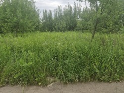 Продаж ділянки 10 сот Хінчанка (за посадкою) фото 4 Продаж ділянки 10 сот Хінчанка (за посадкою) фото 4