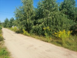 Продається ділянка Житомирська, Житомирський, Пряжів, Ожоженко фото 4 Продається ділянка Житомирська, Житомирський, Пряжів, Ожоженко фото 4