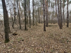 Ділянка в соснах, с.Пряжів фото 5 Ділянка в соснах, с.Пряжів фото 5