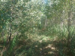 Ділянка 25 сот. Дениші (початок) фото 4 Ділянка 25 сот. Дениші (початок) фото 4