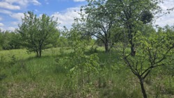 Продаж ділянки 10 соток, Соколовський масив 'Мічуріна' фото 4 Продаж ділянки 10 соток, Соколовський масив 'Мічуріна' фото 4