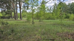 Гарна ділянка с.Кам'янка, дорога на Новоселицю. фото 8 Гарна ділянка с.Кам'янка, дорога на Новоселицю. фото 8