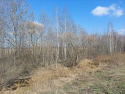   5,36    . (26132609)  6