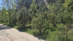 ������ 17,5 ���. �� ��������.(26161757) ���� 6