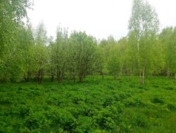 Продається ділянка Житомирська, Житомирський, Глибочиця, Березової р-н фото 3 Продається ділянка Житомирська, Житомирський, Глибочиця, Березової р-н фото 3