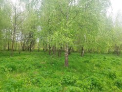 Продається ділянка Житомирська, Житомирський, Глибочиця, Березової р-н фото 2 Продається ділянка Житомирська, Житомирський, Глибочиця, Березової р-н фото 2