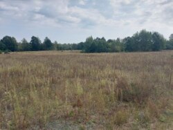 Продається ділянка Житомирська, Житомирський, Березівка, під лісом фото 9 Продається ділянка Житомирська, Житомирський, Березівка, під лісом фото 9