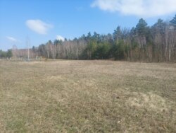 Ділянка 30 соток в с.Садки біля лісу (26140269) фото 7 Ділянка 30 соток в с.Садки біля лісу (26140269) фото 7