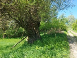 Продаж ділянки 50 соток с.Млинище (26144870) фото 4 Продаж ділянки 50 соток с.Млинище (26144870) фото 4