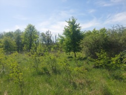 Продаж ділянки 50 соток с.Млинище (26144870) фото 7 Продаж ділянки 50 соток с.Млинище (26144870) фото 7