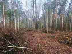 Новогуйвинське 'Любава' в 1 лінії до лісу фото 9 Новогуйвинське 'Любава' в 1 лінії до лісу фото 9