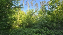 Продаж ділянки 10 соток в соснах, новий масив район паперової ф-ки фото 6 Продаж ділянки 10 соток в соснах, новий масив район паперової ф-ки фото 6