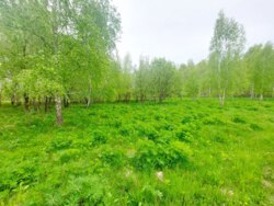 Продається ділянка Житомирська, Житомирський, Глибочиця, Березової р-н фото 5 Продається ділянка Житомирська, Житомирський, Глибочиця, Березової р-н фото 5