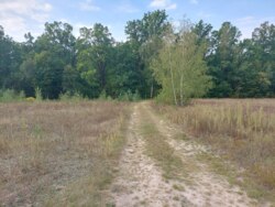 Продається ділянка Житомирська, Житомирський, Березівка, під лісом фото 1 Продається ділянка Житомирська, Житомирський, Березівка, під лісом фото 1