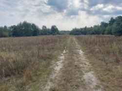 Продається ділянка Житомирська, Житомирський, Березівка, під лісом фото 8 Продається ділянка Житомирська, Житомирський, Березівка, під лісом фото 8