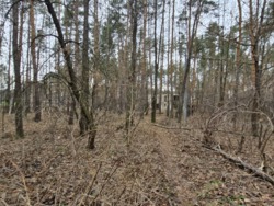 Ділянка в соснах, с.Пряжів фото 3 Ділянка в соснах, с.Пряжів фото 3