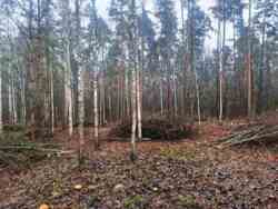 Новогуйвинське 'Любава' в 1 лінії до лісу фото 5 Новогуйвинське 'Любава' в 1 лінії до лісу фото 5