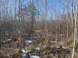 Ділянка 'Дачне' Новогуйвинське фото 9 Ділянка 'Дачне' Новогуйвинське фото 9