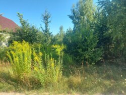 Продається ділянка Житомирська, Житомирський, Пряжів, Ожоженко фото 2 Продається ділянка Житомирська, Житомирський, Пряжів, Ожоженко фото 2