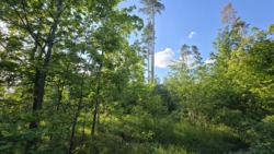 Продаж ділянки 10 соток в соснах, новий масив район паперової ф-ки фото 5 Продаж ділянки 10 соток в соснах, новий масив район паперової ф-ки фото 5