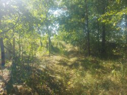 Ділянка 25 сот. Дениші (початок) фото 2 Ділянка 25 сот. Дениші (початок) фото 2