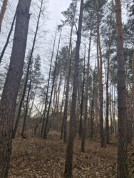 Ділянка в соснах, с.Пряжів фото 6 Ділянка в соснах, с.Пряжів фото 6