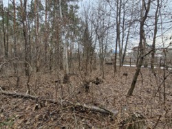 Ділянка в соснах, с.Пряжів фото 2 Ділянка в соснах, с.Пряжів фото 2