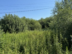 Продаж земельної ділянки 10 с. в с.Довжик.(26144964) фото 3 Продаж земельної ділянки 10 с. в с.Довжик.(26144964) фото 3