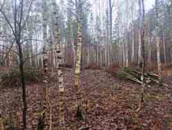 Новогуйвинське 'Любава' в 1 лінії до лісу фото 11 Новогуйвинське 'Любава' в 1 лінії до лісу фото 11