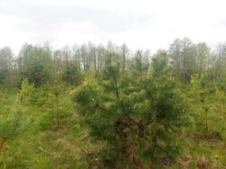 Ділянка 12соток в с.Іванівка (2695592) фото 5 Ділянка 12соток в с.Іванівка (2695592) фото 5