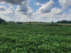 Продаж ділянки 24,6 сот. в с.Двірець поряд з озером. фото 7 Продаж ділянки 24,6 сот. в с.Двірець поряд з озером. фото 7